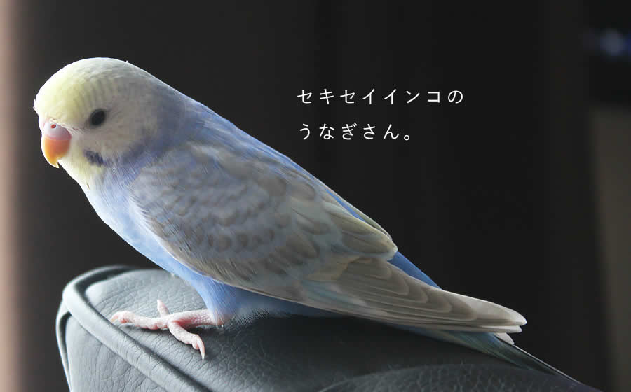 セキセイインコのうなぎさん。