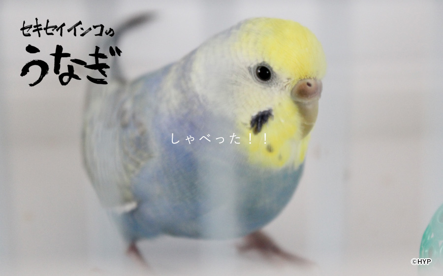 セキセイインコのうなぎ、しゃべった！